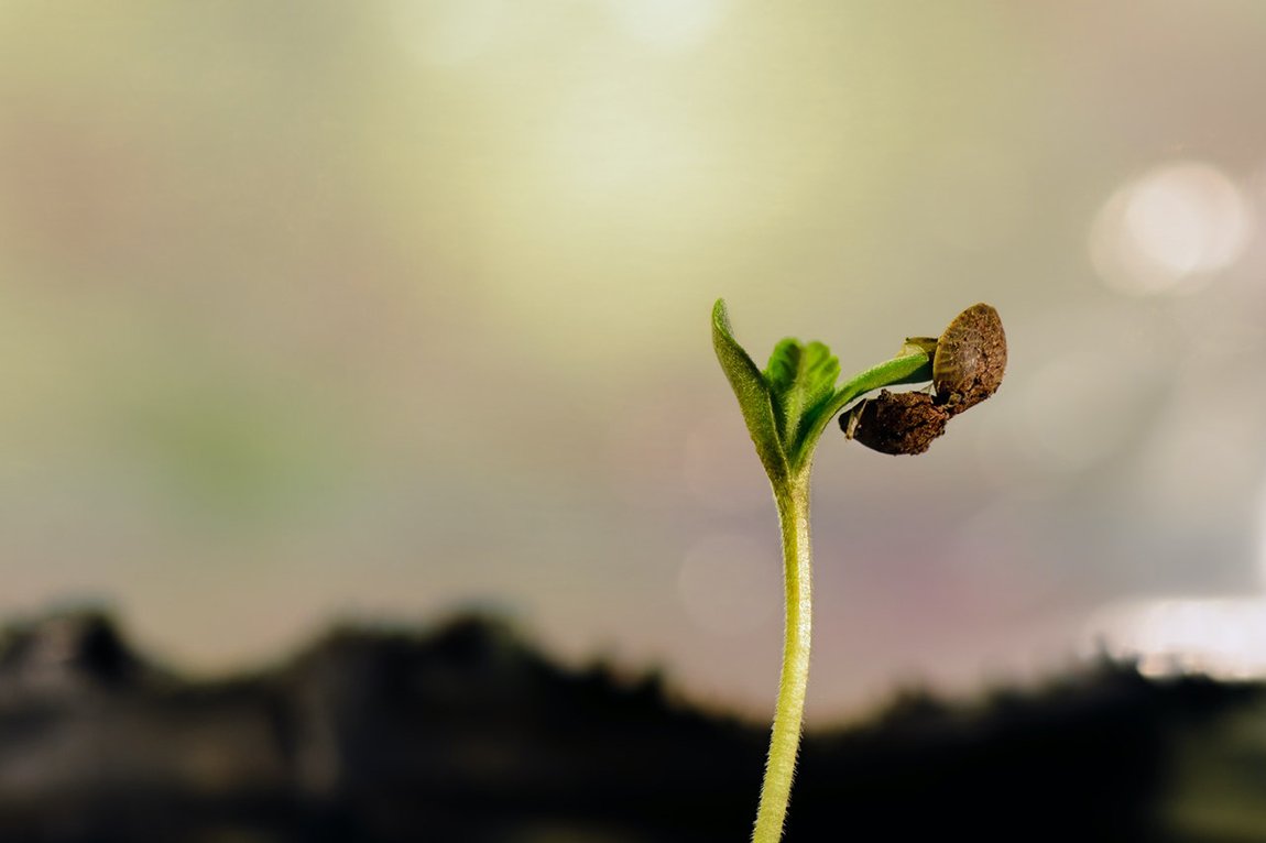 presentan autocultivo cannabis